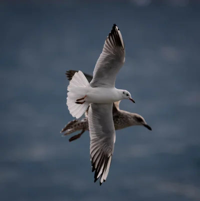 LoopyMajestic - #fotografia 
#ptaki
#chwalesie
#natura
#nikon
#tworczoscwlasna

Morsk...