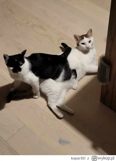 kaparXD - @foronetopiconly: oddaj moje koty!