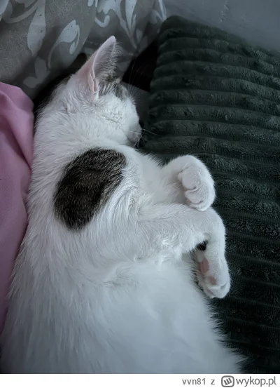 vvn81 - kajetan z ranca