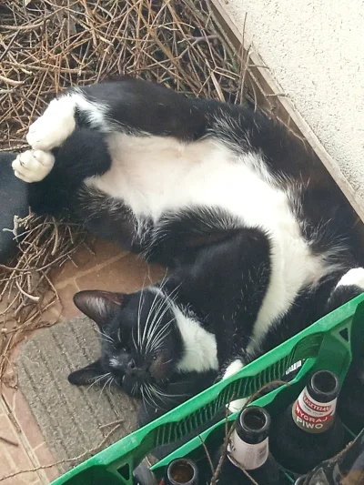 KRUSZAUKE - @Gildead Gucio (｡◕‿‿◕｡)