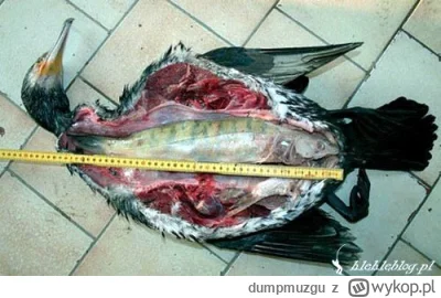 dumpmuzgu - @BartShin: A co. Jest ich za dużo? Za dużo to jest kormoranów. Ryby są tr...