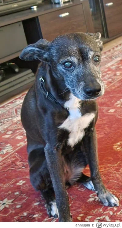 annlupin - @krystiano_ps3: jeden taki stary zmęczony życiem