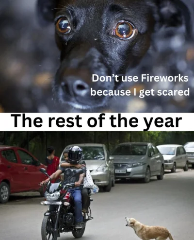 JajkaNieMajaBialek - Pies: boi się petard 
 - Julki organizują akcje społeczne, rekla...