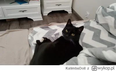 KalimbaDoll - Dzień dobry #pokazkota