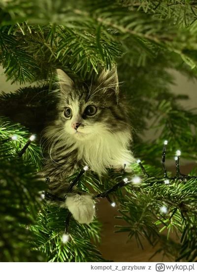 kompotzgrzybuw - Choinkowe kitku
 #zwierzaczki #pokazkota #koty
