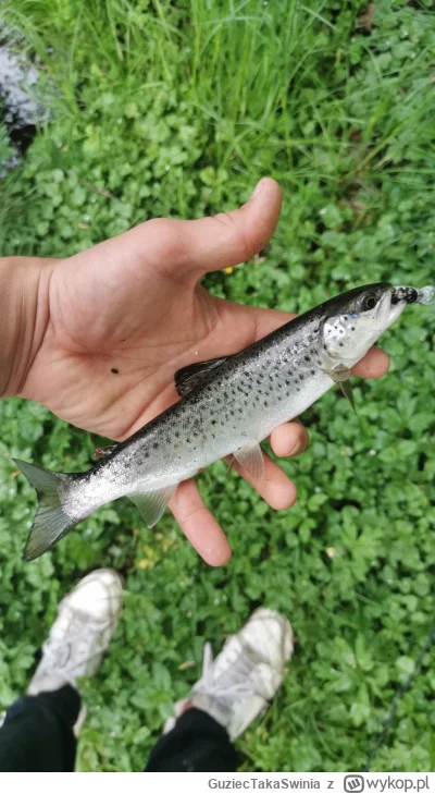 GuziecTakaSwinia - Smolt troci? Trochę duży jak na smolta #wedkarstwo