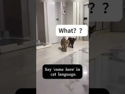 AMBIWALENTNYPSIUR - Nie wiem jakim cudem ale u mnie tez dziala na obydwa koty xD Wola...