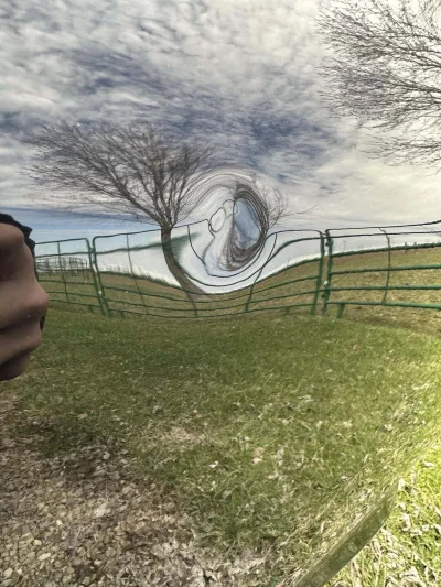 Neocaridina - #motoryzacja