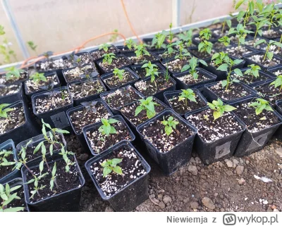 Niewiemja - @gobi12: