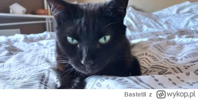 BastetII - @Zmorka Tola