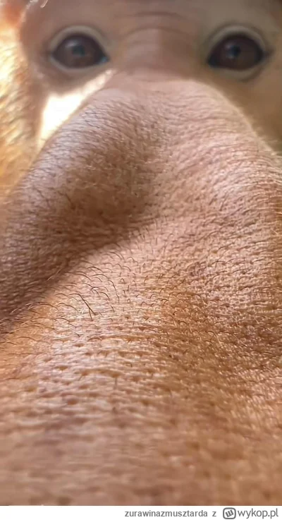 zurawinazmusztarda - ostatnia rzecz jaką widzi kobieta przed pocałunkiem z polakiem

...