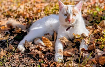 deeprest - W lesie 
#koteczkizprzypadku