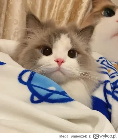 Mega_Smieszek