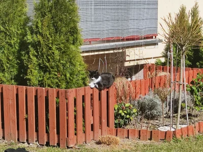 Fishuur - #koteczkizprzypadku
Takiego dzisiaj spotkałem ʕ•ᴥ•ʔ