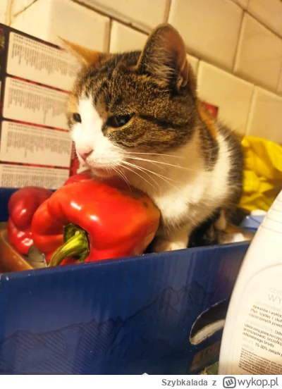 Szybkalada - Najwygodniej w pudełku z papryką xD #kot #koty #pokazkota