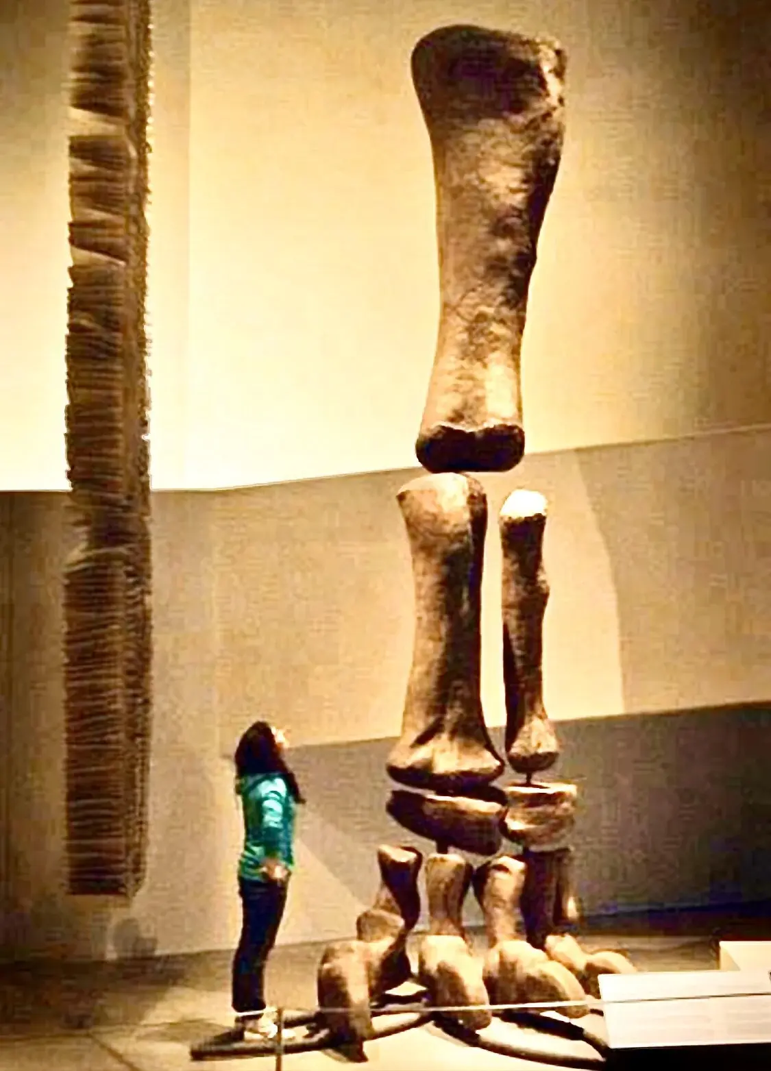 wfyokyga - Kość z giga kurczaku, co wymarły rok temu i zamieszkiwały tereny dzisiejsz...