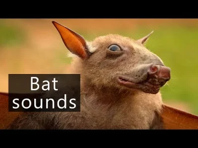 Apaturia - Młotogłów wielkogłowy (Hypsignathus monstrosus), zwany też psem młotogłowy...