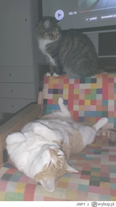 JWP1 - Nocne kitku.
#pokazkota #koty