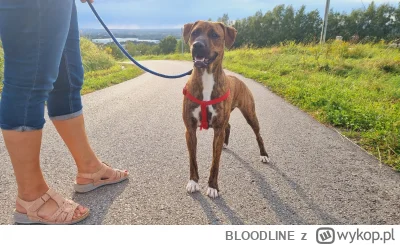 BLOODLINE - Ładny piesiok (ʘ‿ʘ) ? ma 9 miesięcy, plott hound
#pies #psy #zwierzaczki