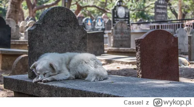 Casuel - Rzecznik Praw Obywatelskich uważa, że zakazy wprowadzania psów na cmentarze ...
