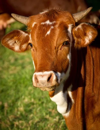 jedennadziesiec - @cuda: Krowa jest z poniższej refki, nie zawsze umiem sensownie prz...
