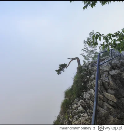 meandmymonkey - @sonig: c---a widać niestety
