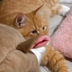 Czosnkov - Nie wiem dlaczego kobiety pompują sobie usta w ten sposób. Przecież to wyg...