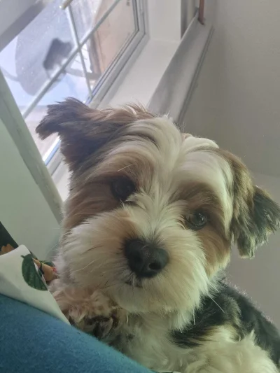 foronetopiconly - @lukasz-lux: 

team #pokazpsa