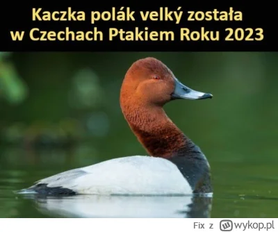 F.....x - #zwierzaczki #natura #ptaki #czechy Polák velký