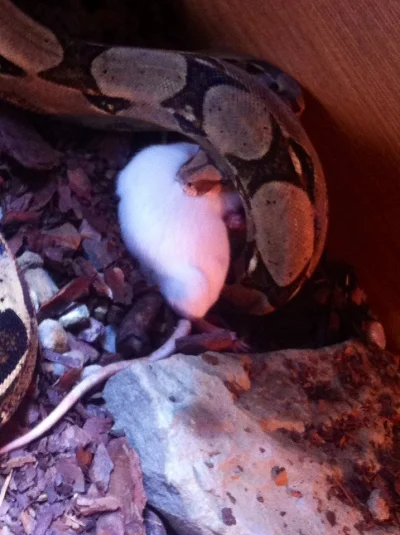 zydzpasji - Miałem kiedyś takiego wensza 
Wszyscy mi mówili, że wonsz rzeczny jest ni...