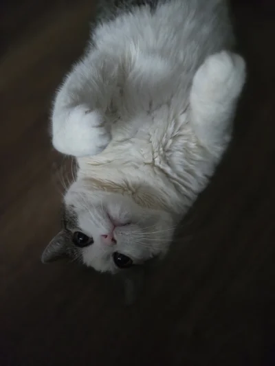 Solsith - #pokazkota #spaslak czilerka niedzielna(⌐ ͡■ ͜ʖ ͡■)