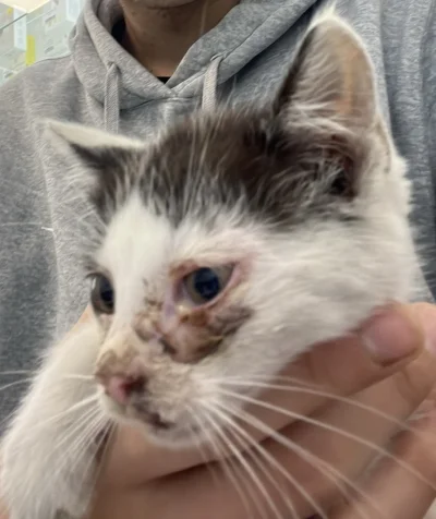 piesleszek - hej, znalazłem kota przy ulicy, nie jestem w stanie stwierdzić wieku ale...