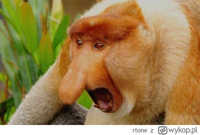 rtone - @MrGerwant: Coś ty pedzioł o Żulu Szczurów?????