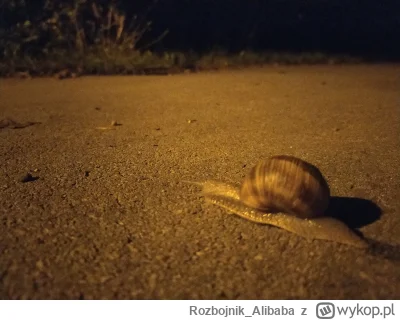 Rozbojnik_Alibaba - #chybapies