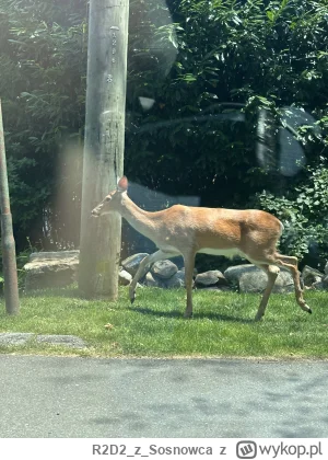 R2D2zSosnowca - @R2D2zSosnowca a na koniec taka sytuacja