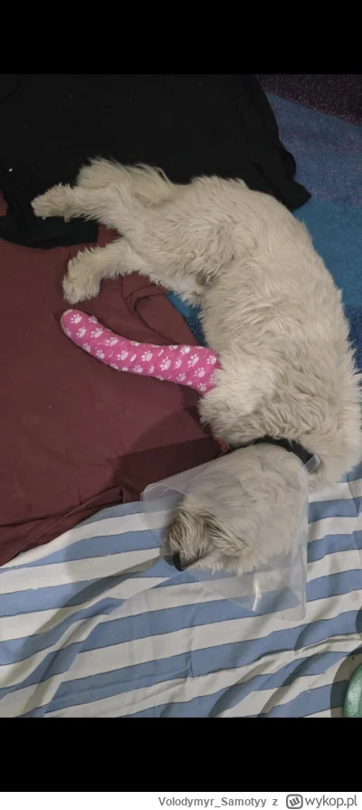 VolodymyrSamotyy - @PaszaTy_Nasza: pies po operacji + zlamana łapa, sprawa na policji...