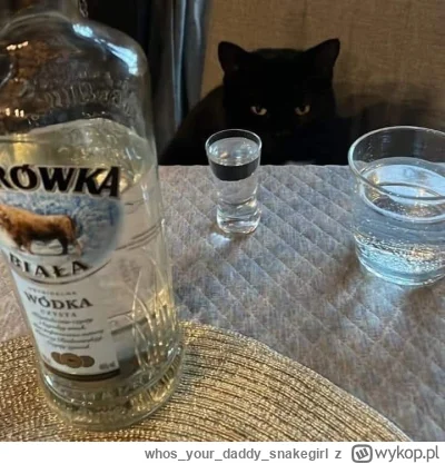 whosyourdaddy_snakegirl - *Behemot patrzy się z pogardą jak Małgorzata pije wódkę zam...