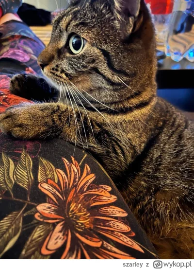 szarley - Olaf #koty #kitku #pokazkota