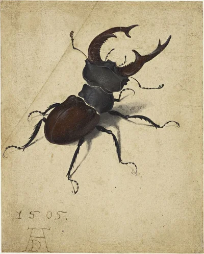 Apaturia - Piorunowy chrząszcz. Jelonek rogacz (Lucanus cervus) był często wiązany w ...