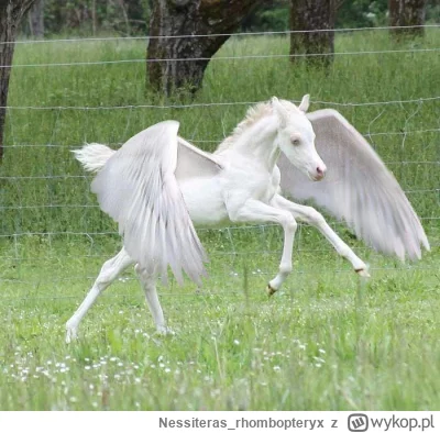 Nessiteras_rhombopteryx - #gabinetosobliwosci #pegaz
SPOILER