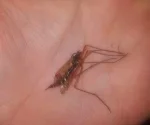 noipmezc - giga komare wlecial mi dzis na chate i #!$%@? go na #!$%@?