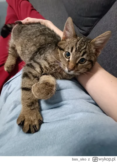 bas_sko - Jedyny Stanisław w stu procentach w moim guście to ten u którego mieszkam乁(...