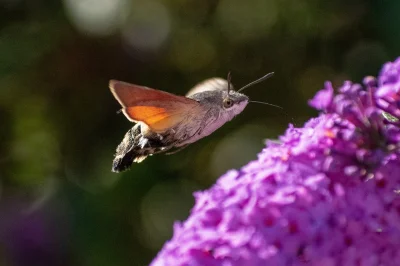 Loskamilos1 - Fruczak gołąbek, występujący także na terenie Polski gatunek motyla zna...