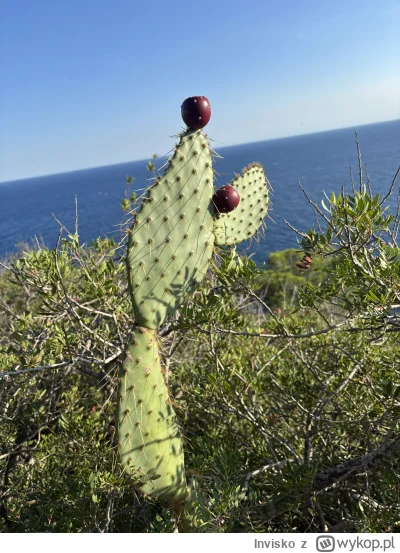 Invisko - #przegryw idę zaraz z różową na zakupy, a poniżej fotka super kaktusa z cos...