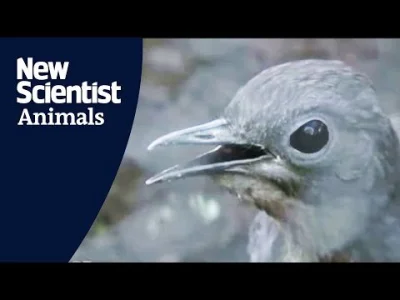 Apaturia - Ptak imitujący dźwięki z placu budowy. Występujące w Australii lirogony (M...