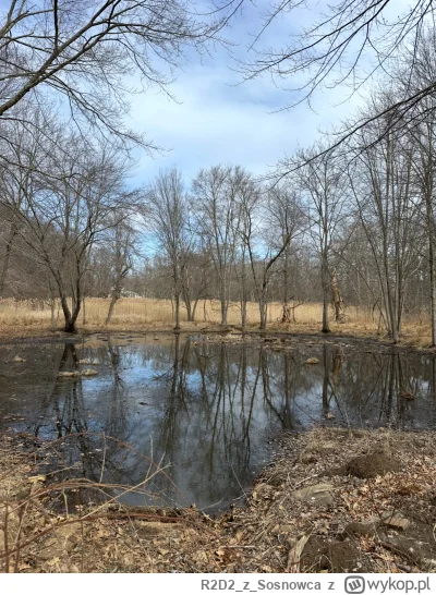 R2D2zSosnowca - @R2D2zSosnowca bagienko marcowe
