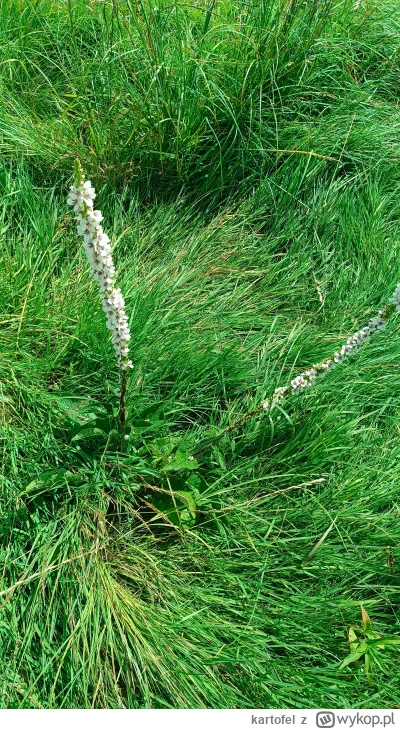 kartofel - Wie ktoś co to za roślinka? Rośnie na wilgotnej łące w zdziczałej części p...