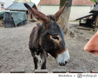 WielkiNos - Aż musiałam iść rozchodzić te wszystkie afery. Wieczorny osioł.

#osiolki...