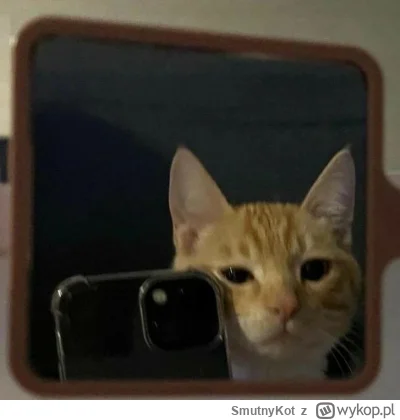 SmutnyKot - #dziwnekotki
