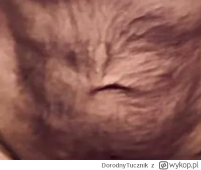 DorodnyTucznik - @Kasahara buzię orka widzę